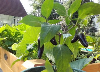 Mobilní zahrádky již v provozu!