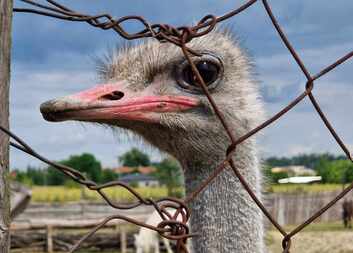Výlet do Zahrady Harta u Vysokého Mýta.